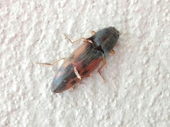Conoderus scalaris