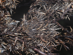 Herpotrichia juniperi