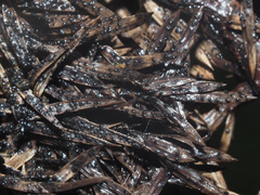 Herpotrichia juniperi