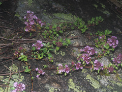 Thymus alpestris