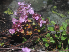 Thymus alpestris