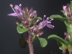 Thymus alpestris
