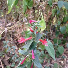 Loeselia mexicana