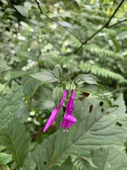 Justiciinae