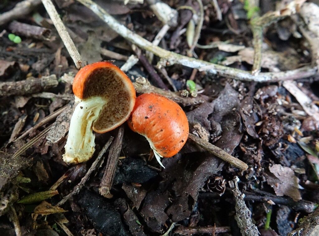 Leratiomyces erythrocephalus · November 2025 · photo: © john_barkla (iNaturalist, cc0)