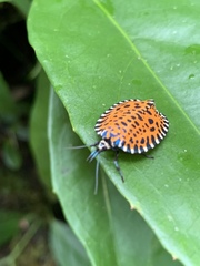 Pseudatteria leopardina