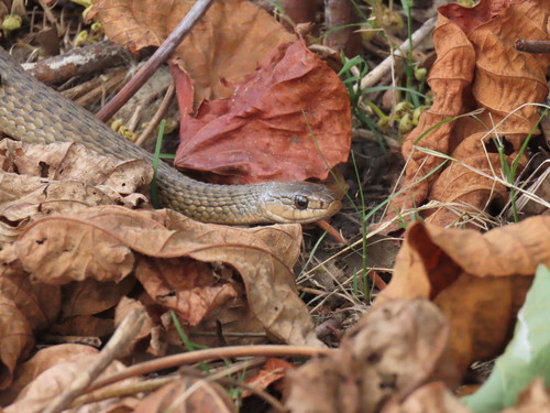 Common keelback sighting