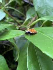Pseudatteria leopardina