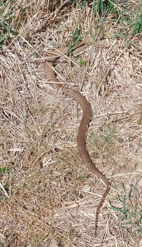 Eastern Brown Snake sighting