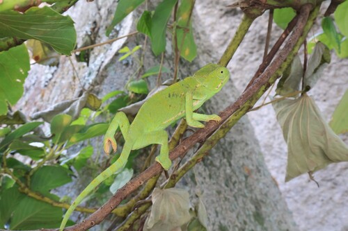 Flap-necked Chameleon