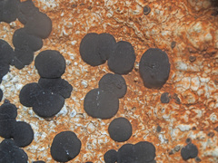 Lecidea lithophila