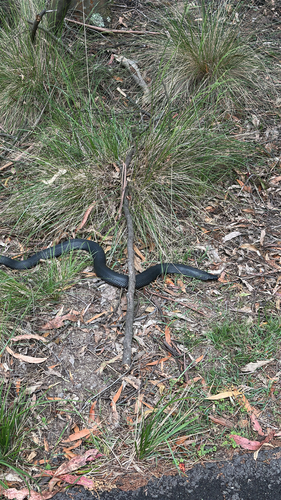 Red-bellied Black Snake sighting