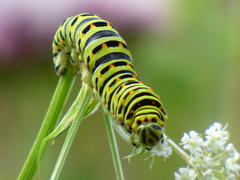 Papilio machaon britannicus