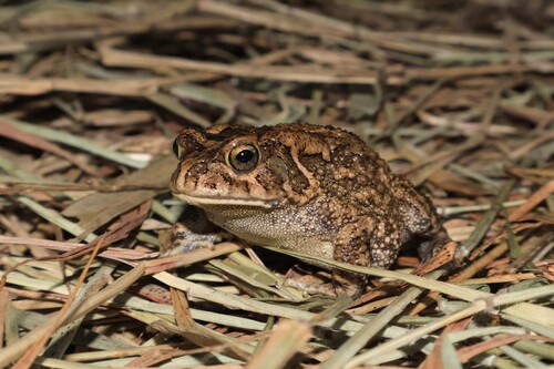 Guttural Toad