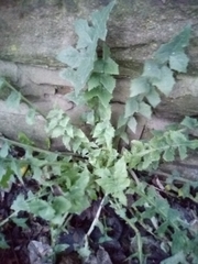 Sonchus oleraceus