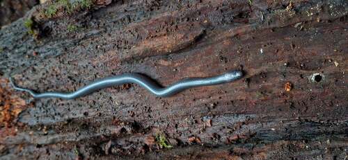 Chapa Mountain Keelback