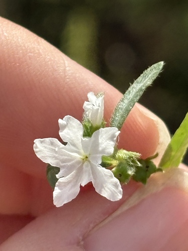 Euploca wigginsii (Euploca wigginsii)
