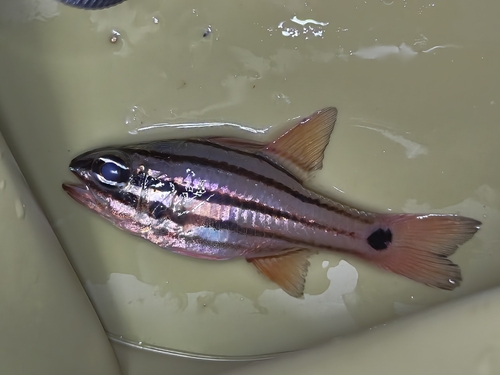 Doederlein's cardinalfish (Ostorhinchus doederleini) — Apogonidae — 5
