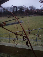 Scrophularia auriculata