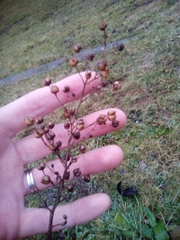 Scrophularia auriculata