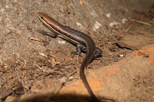 Variable Skink