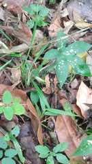 Proceratophrys renalis