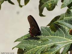 Mimoides thymbraeus aconophos