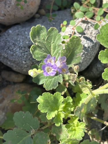 Phacelia scariosa (Phacelia scariosa)