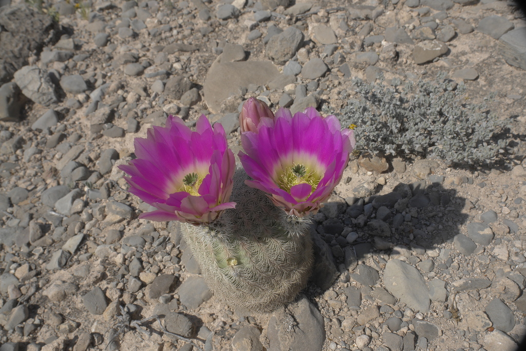 Echinocereus felixianus