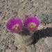 Echinocereus felixianus - Photo (c) Wolfgang Blum, some rights reserved (CC BY-NC), uploaded by Wolfgang Blum