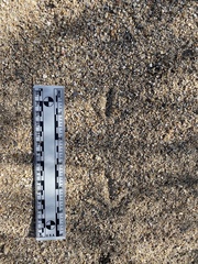 Callipepla californica