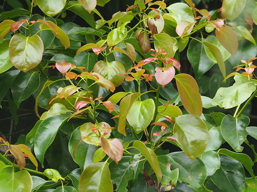 stout camphour tree (Camphora kanahirae)