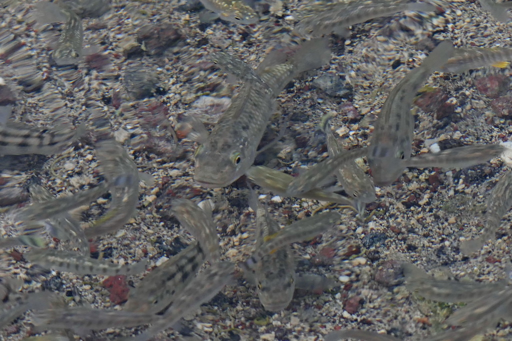 Danakil cichlid (Danakilia franchettii) — Cichlidae