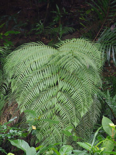 Cibotium taiwanense, photograph 6