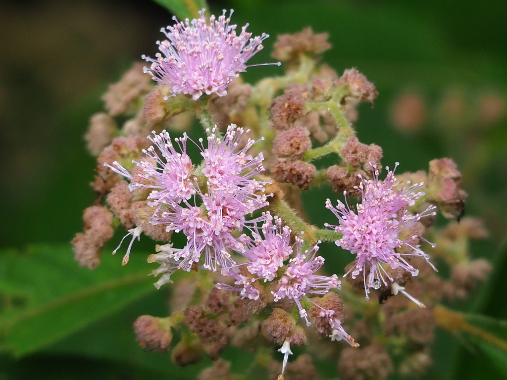 Kochi's Beauty Berry