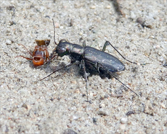 Cicindela punctulata punctulata