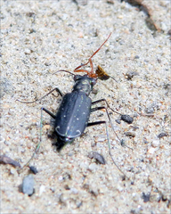 Cicindela punctulata punctulata