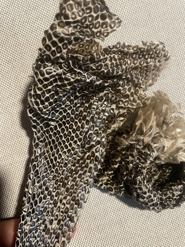 Diamond Python sighting