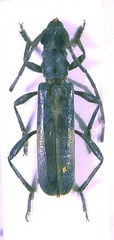 Ossibia