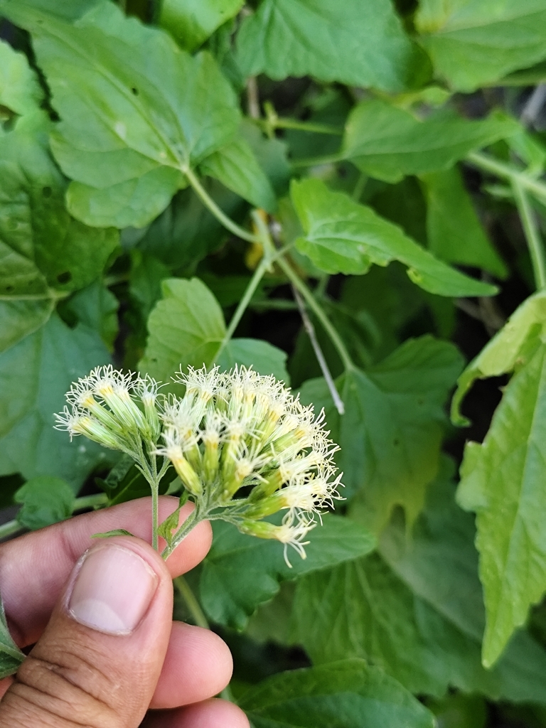 Brickellia megaphylla