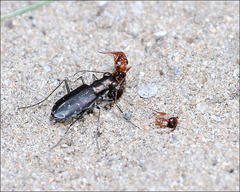 Cicindela punctulata punctulata
