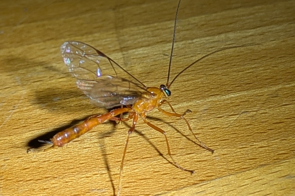 Netelia from Main Creek NSW 2420, Australia on November 8, 2025 at 08: ...