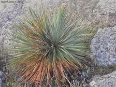 Dasylirion parryanum