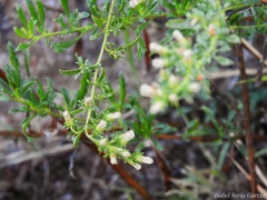 Baccharis ramiflora