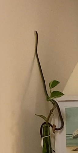 Common Tree Snake sighting