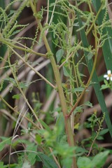 Amaranthus australis image
