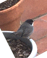 Curruca melanocephala