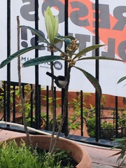 Curruca melanocephala