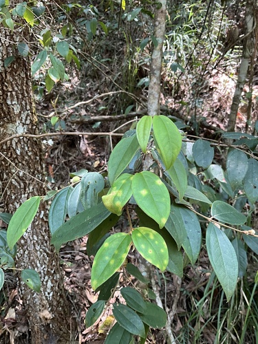 Rhodomyrtus trineura observed 2025-11-08