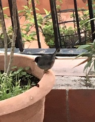 Curruca melanocephala